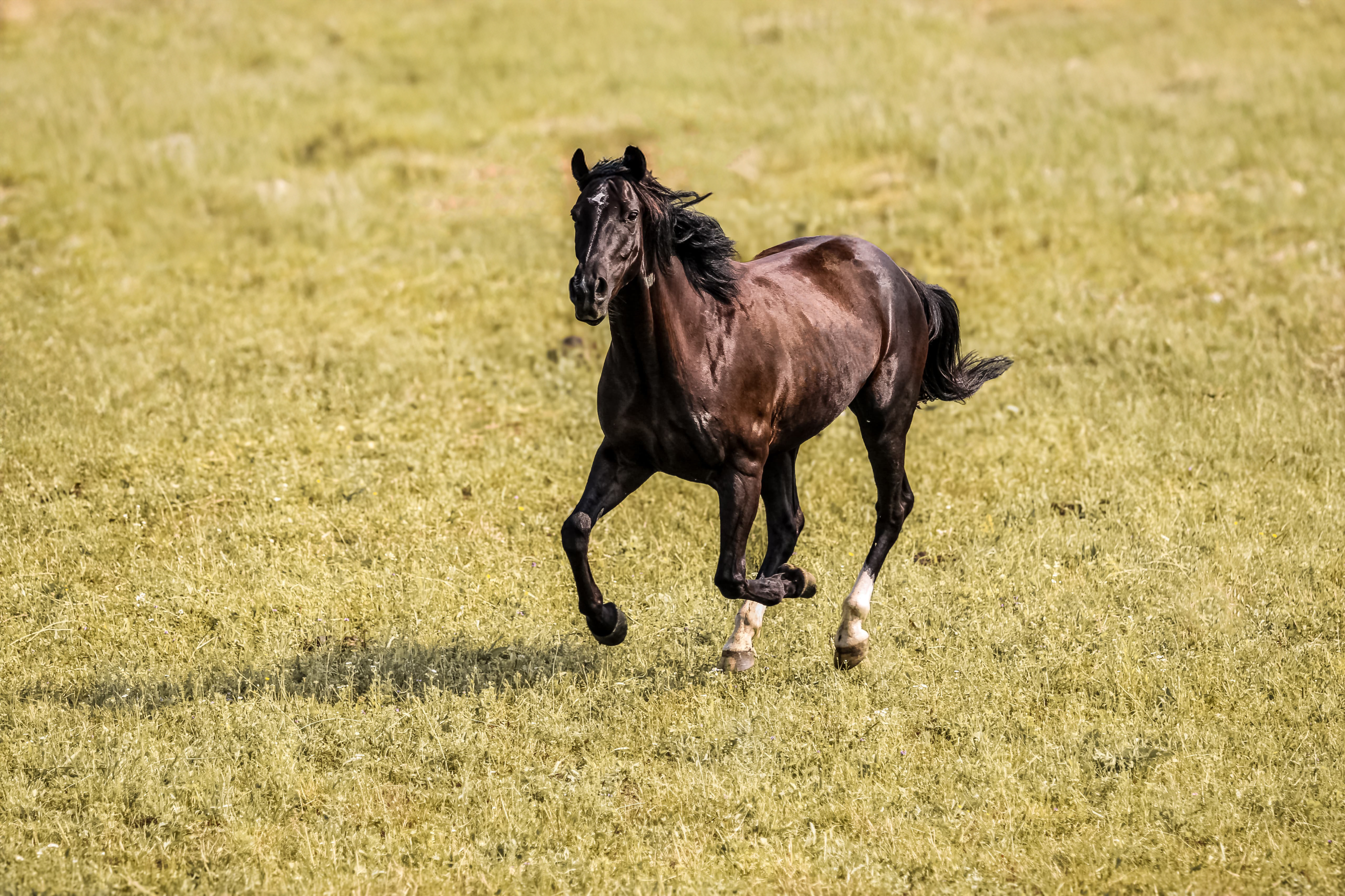 Horse galloping through a field near Plitvice Lakes