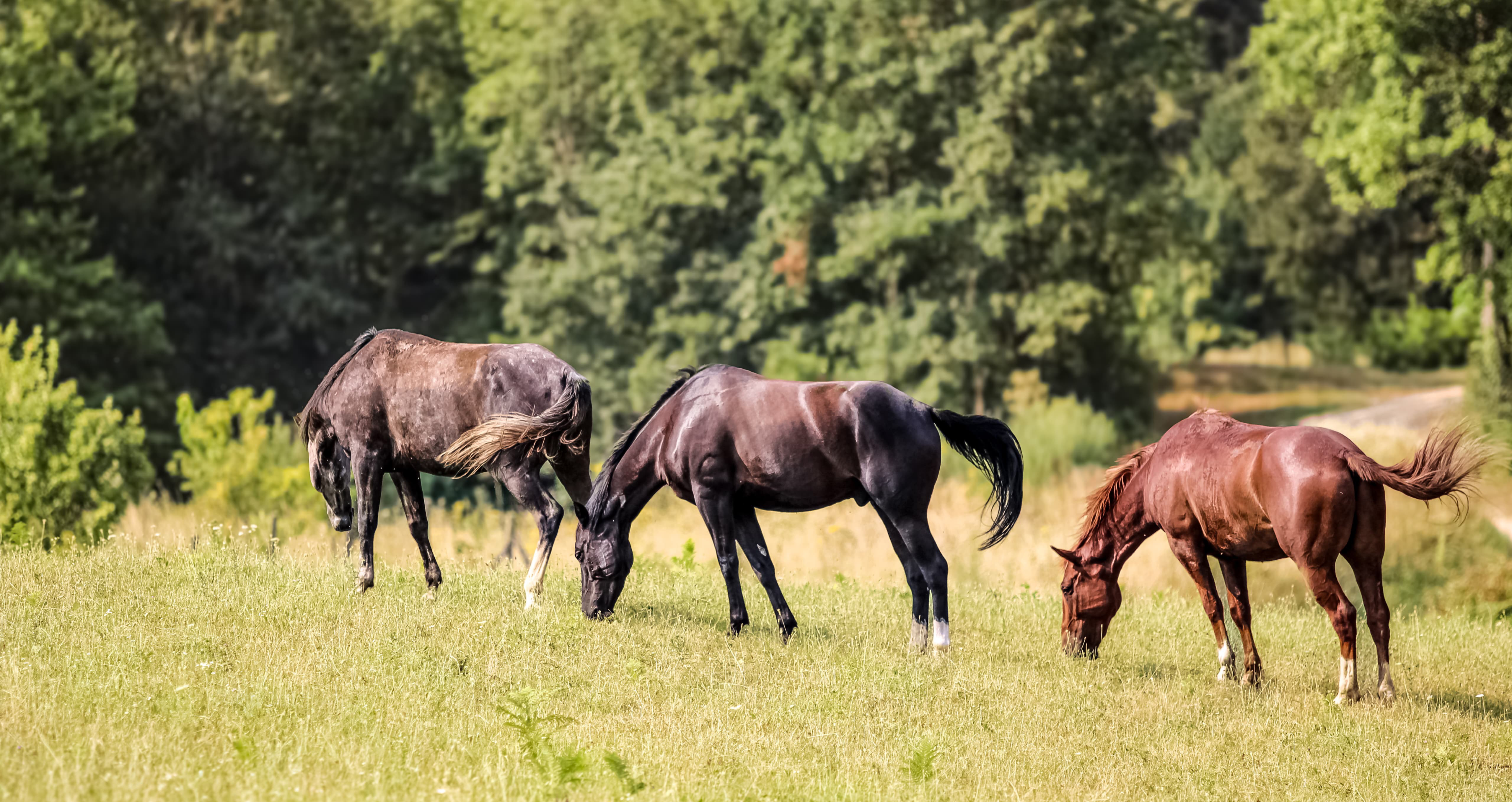 Three horses running free in a pasture